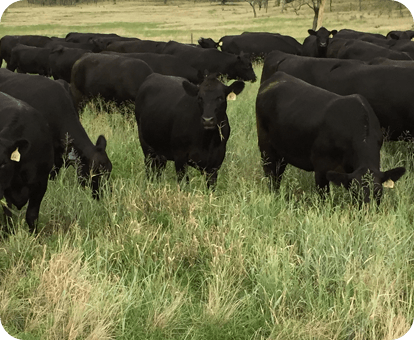 herd of black angus and wagyu bulls