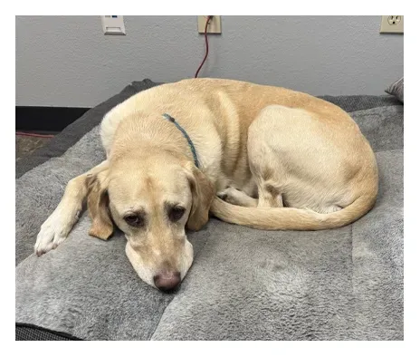 Dog laying down in dog bed | C & H Foreign Auto Repair