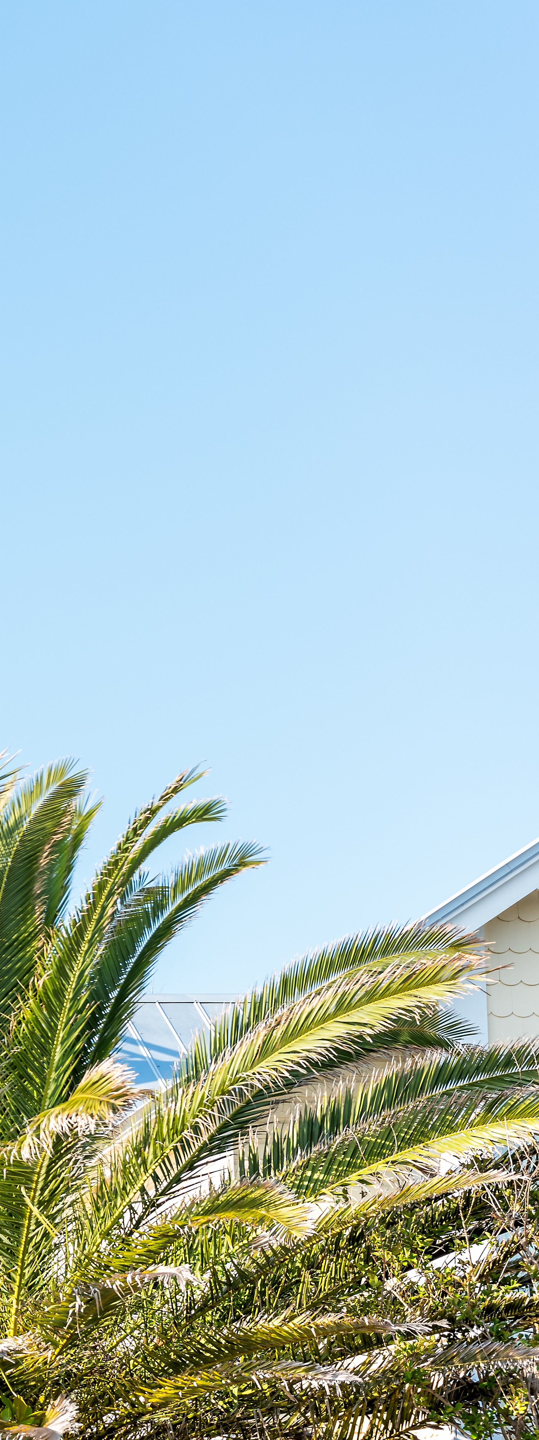 Palm tree fronds and a building partially visible against a light blue sky.