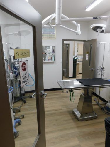 Veterinary operating room, stainless steel table, medical equipment, glass door, 