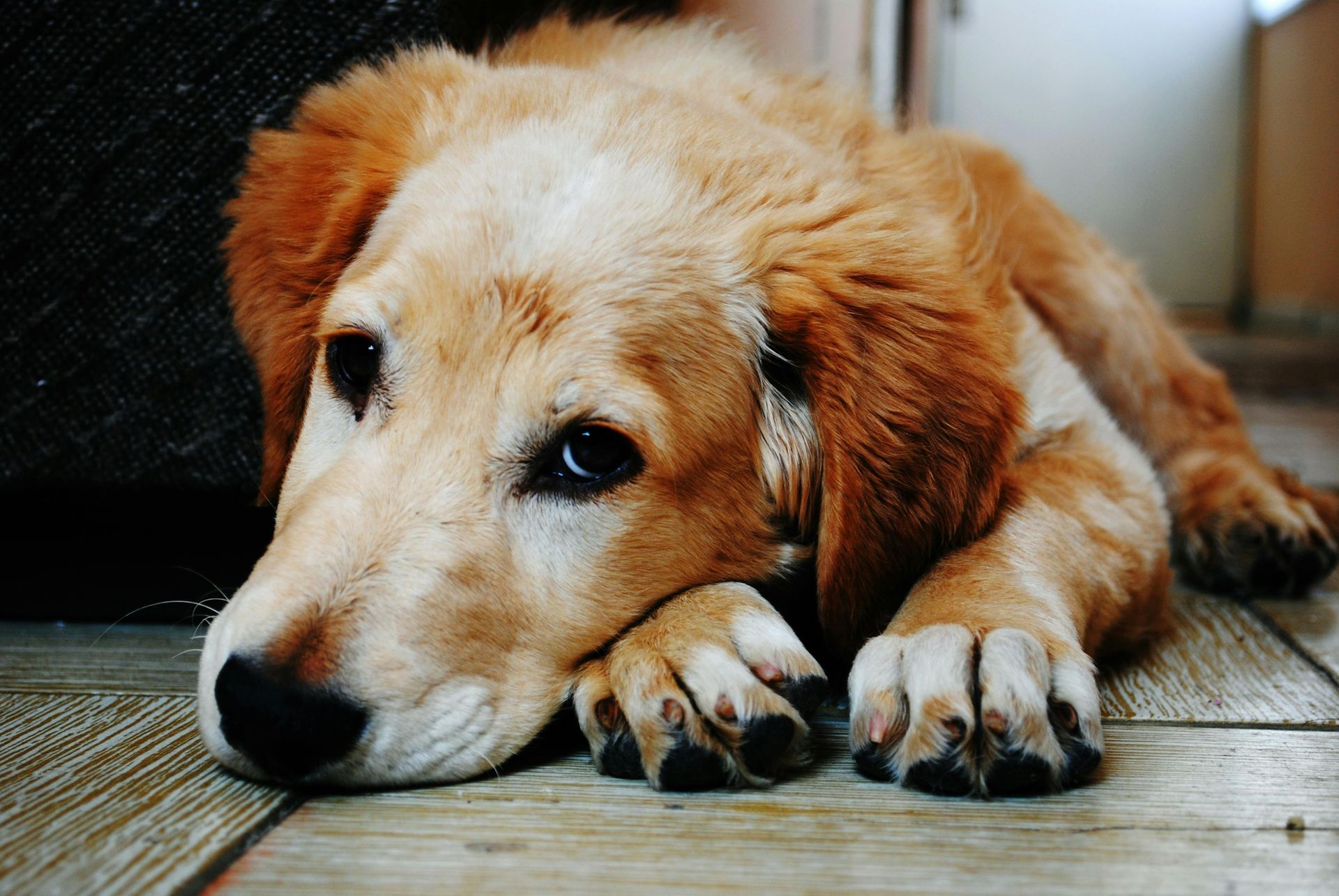 Golden retriever puppy resting its head on paws on a wooden floor.