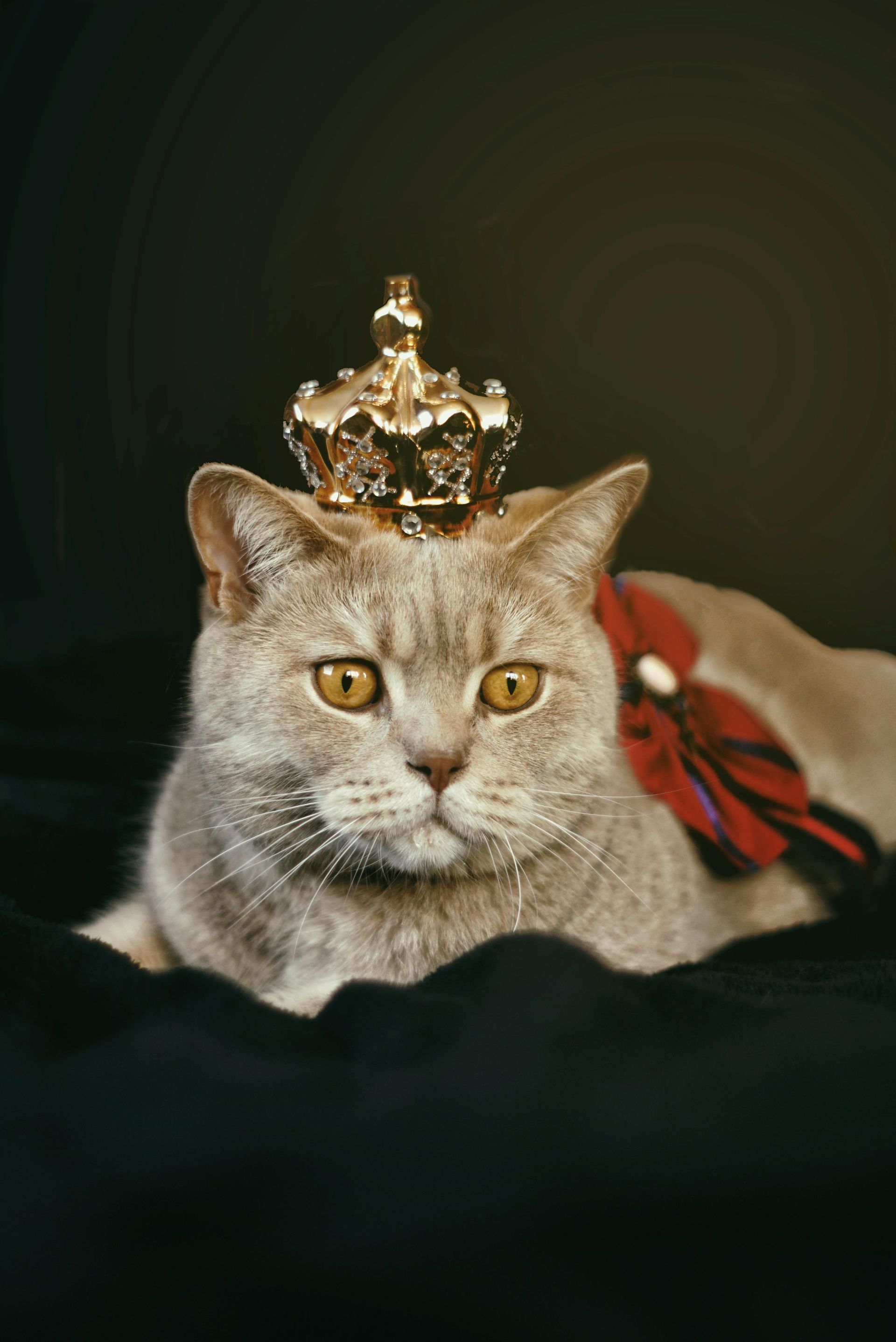 Cat wearing a golden crown and red bow on a black surface.