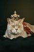 Cat wearing a golden crown and red bow on a black surface.