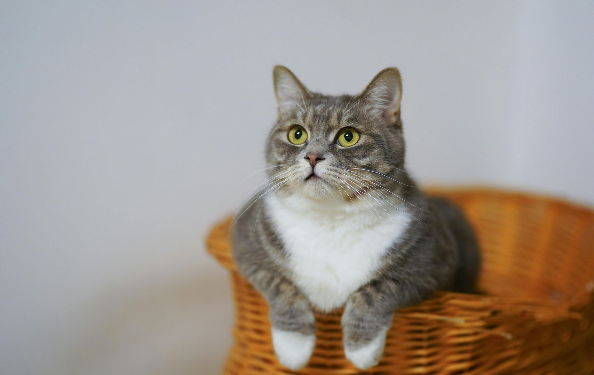 Gray and white tabby cat resting in a wicker basket, looking upward with focused expression.