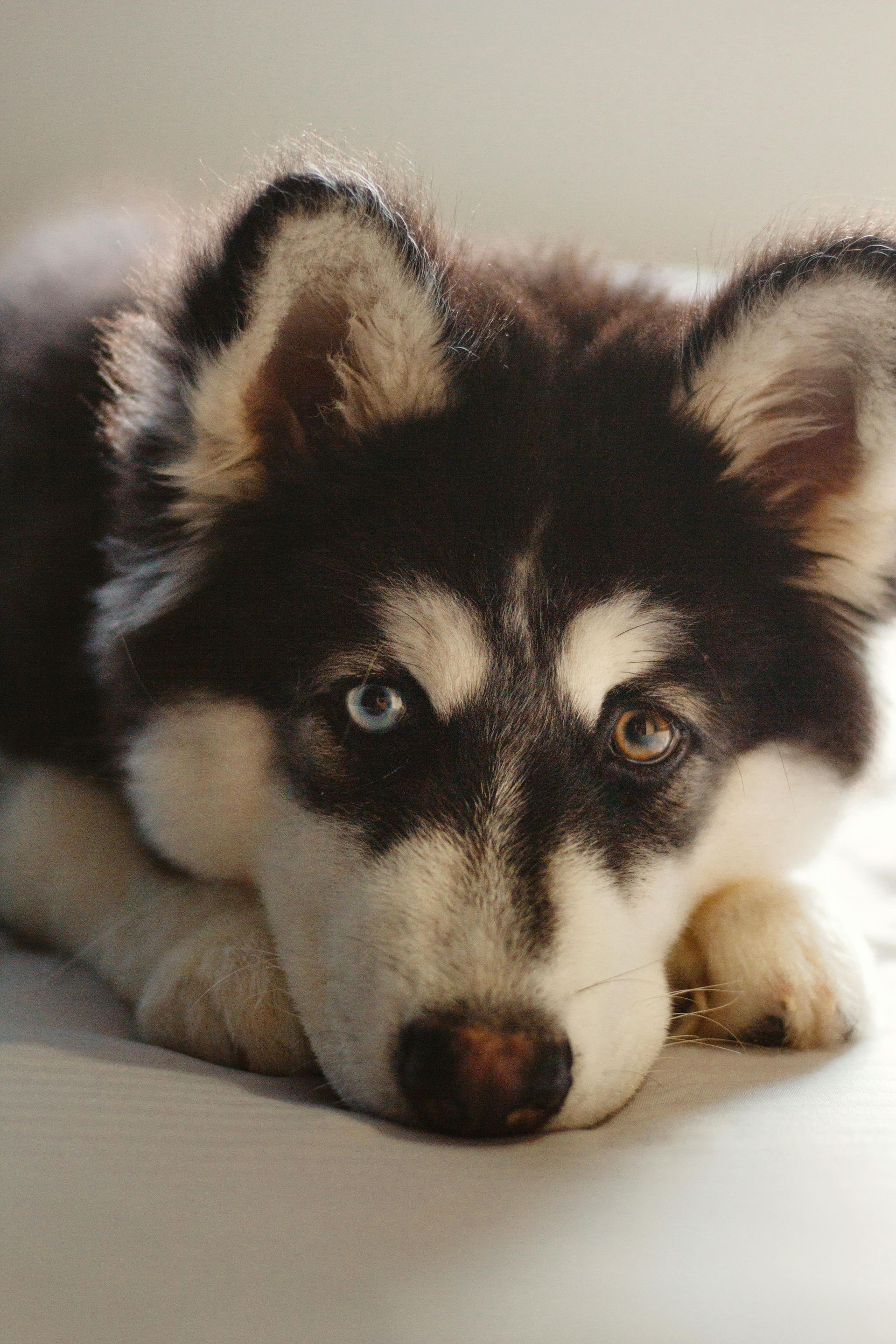 Husky dog with striking blue and brown eyes, resting its head down, with black and white fur.
