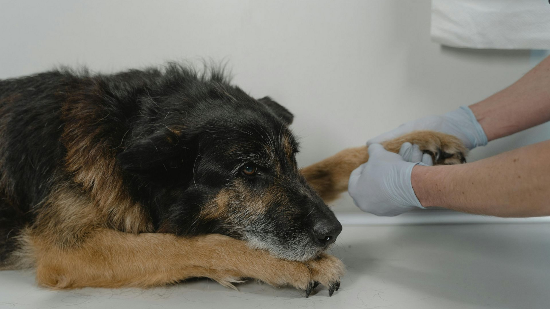 Dog getting paw examined by gloved hands.