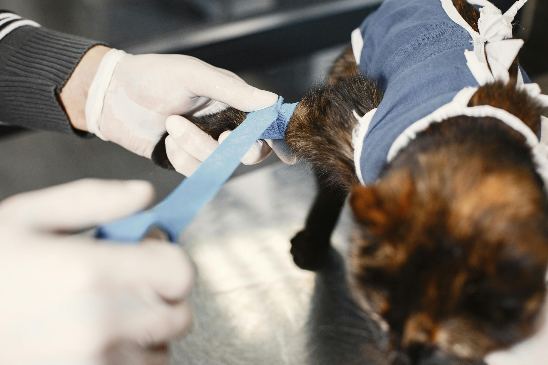 Person in gloves cutting blue tape on a cat's tail; cat is wearing a blue surgical garment.