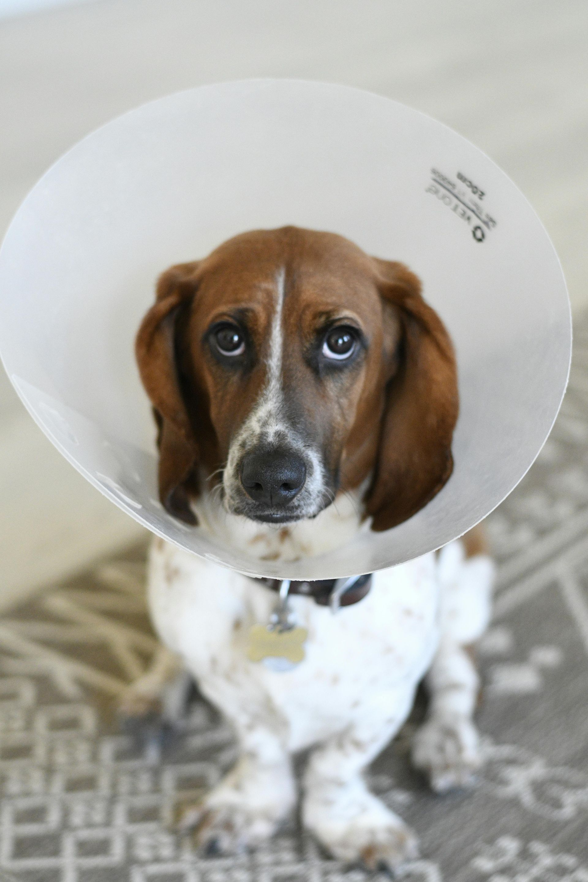 Basset hound wearing a cone collar; brown and white fur, sad expression, sitting on a patterned rug.