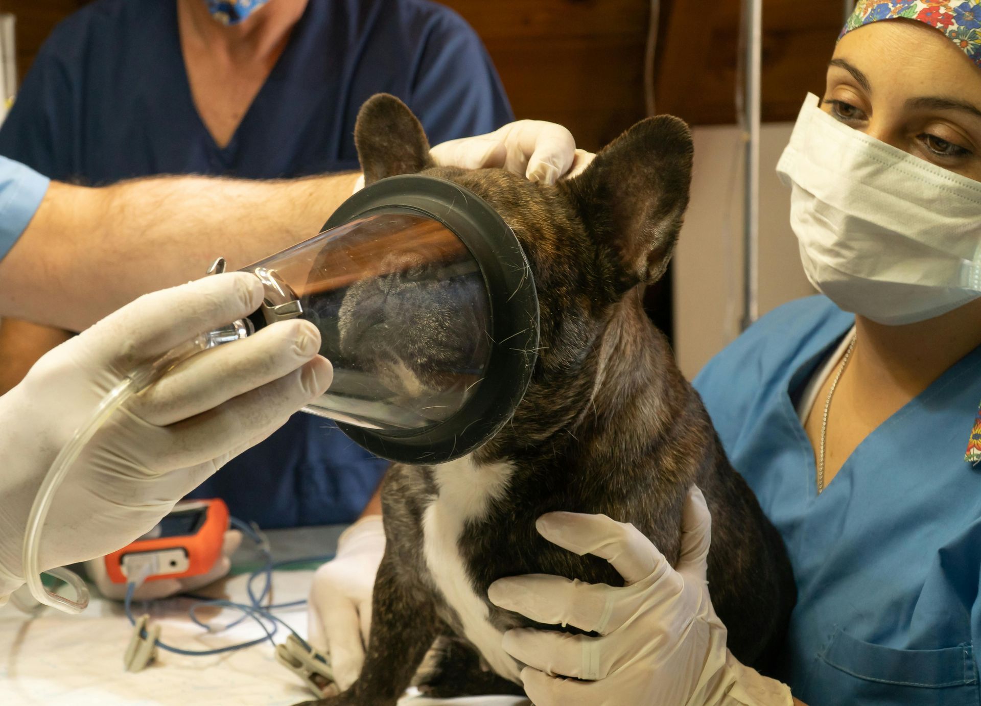 Dog in a veterinary setting, receiving oxygen from a mask held by gloved hands. Staff in scrubs.