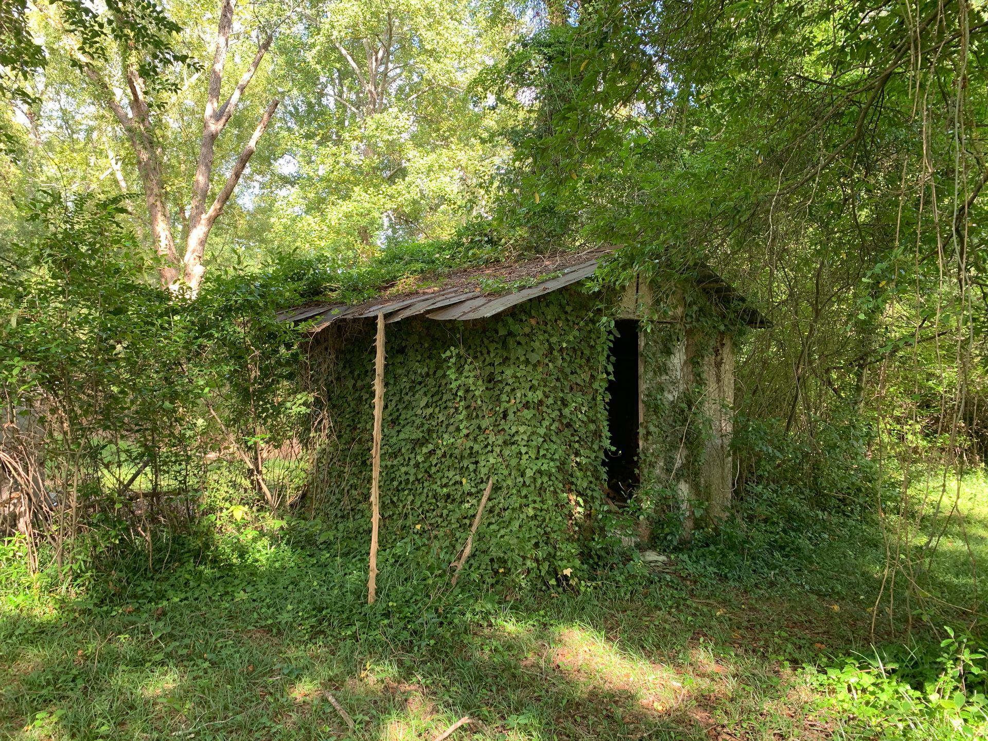 Overgrown, weathered shed in a wooded area. Green vines cover the structure's walls, partially obscuring the open doorway.