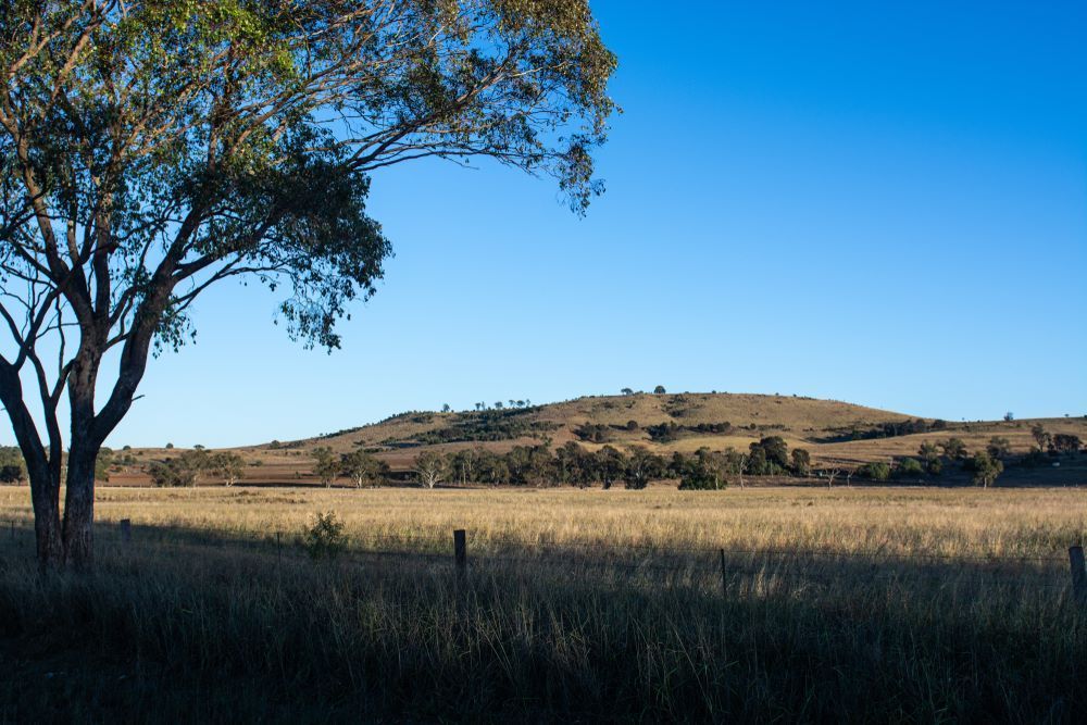A Tree in The Middle of A Field with A Mountain in The Background — Century Locksmiths In Dalby, QLD