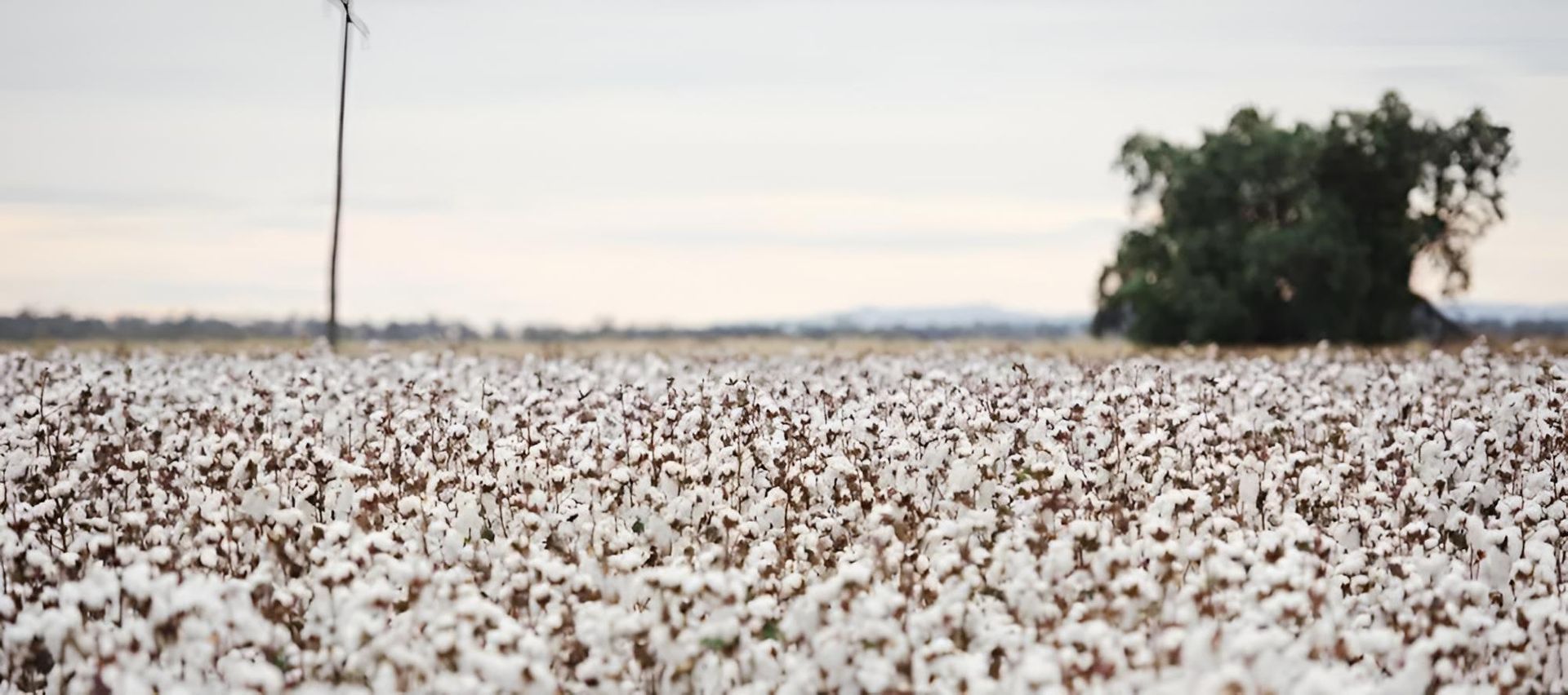 There Is a Tree in The Middle of A Cotton Field — Century Locksmiths In Oakey, QLD