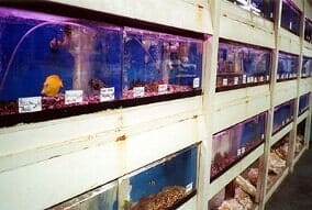 Aquarium Tanks in Rocky Point, NY