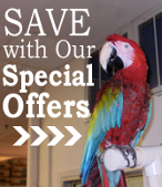 Parrot, Pet Supplies in Rocky Point, NY