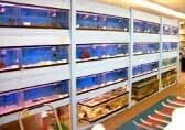 Aquariums