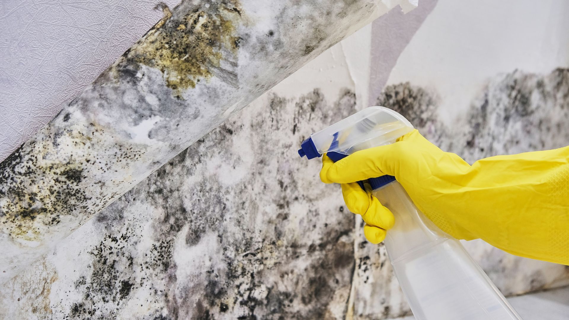 A person wearing yellow gloves is spraying mold on a wall.