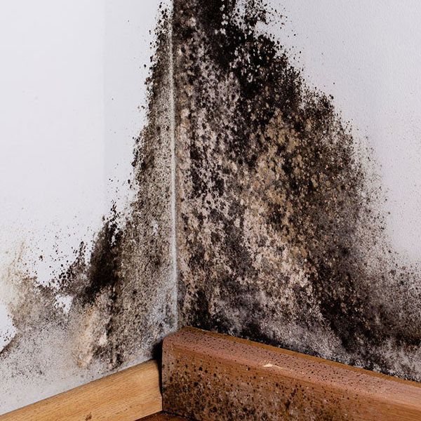 mold and mildew odor