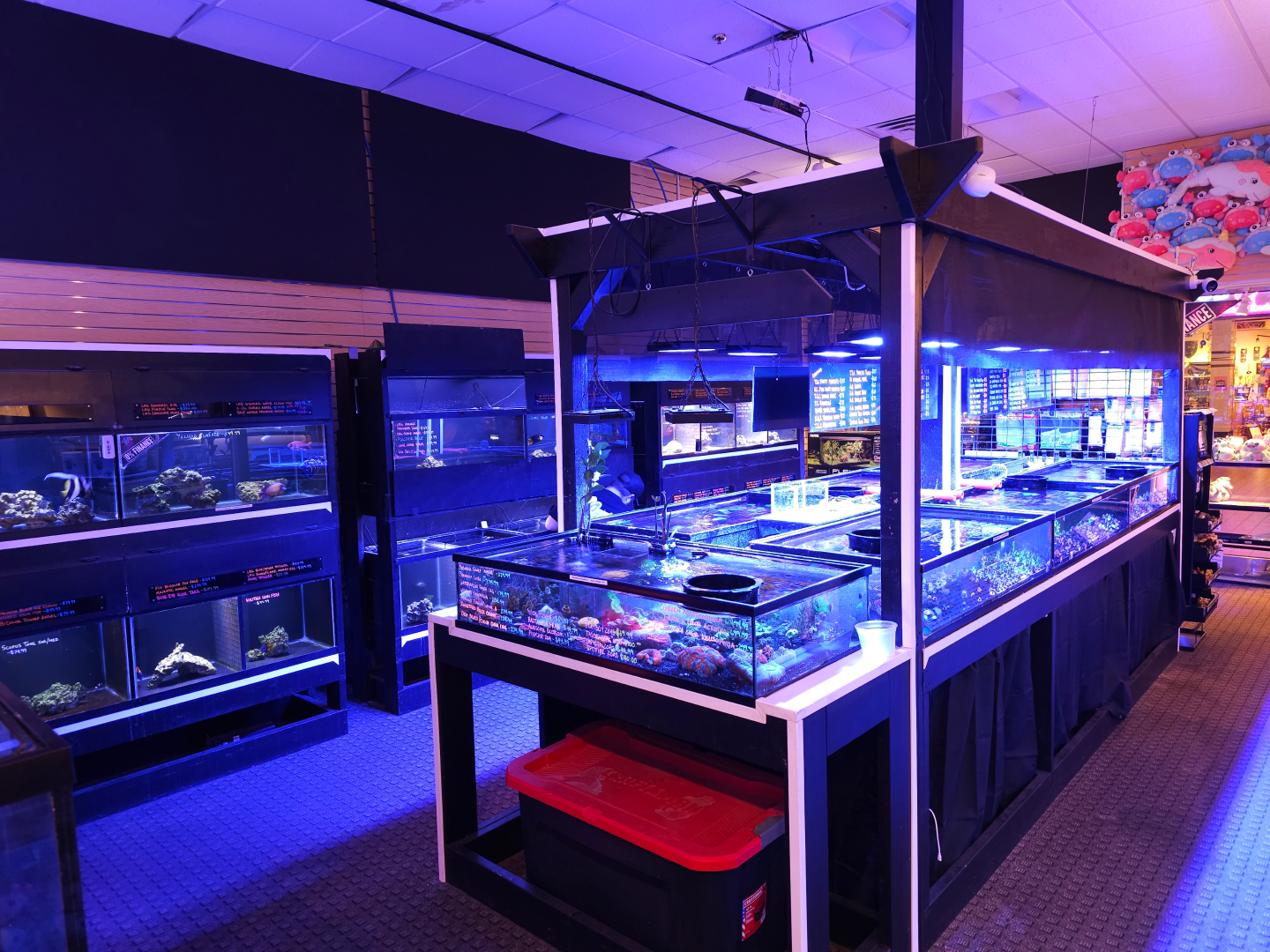 A large aquarium in a store with blue lights