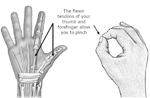 flexor tendons