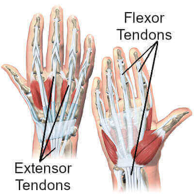 hand tendons