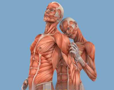 male & female muscles