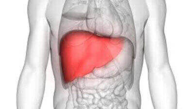 the liver