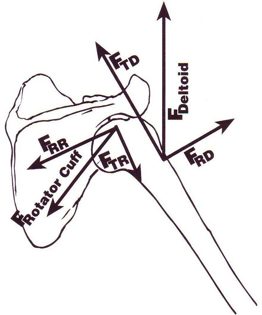 shoulder blade forces