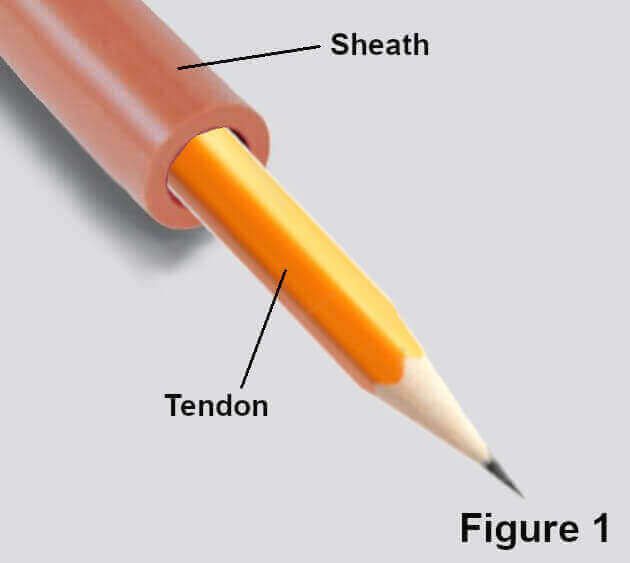 tendon illustration