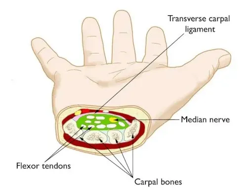 cross section illustration of the wrist