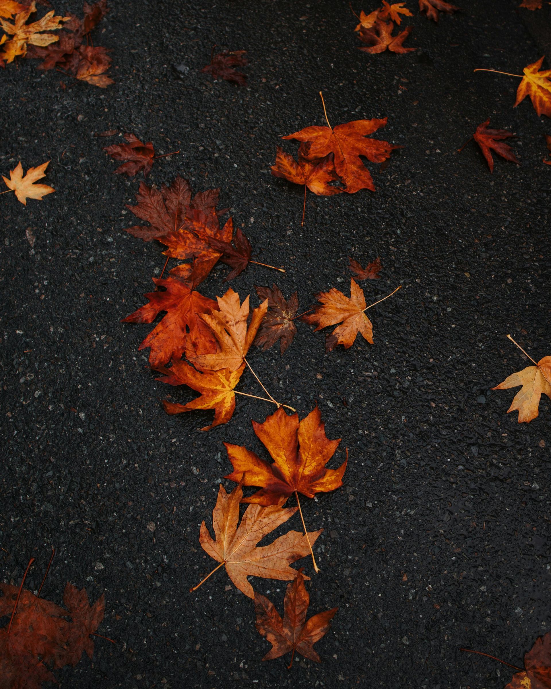 Fall Festival