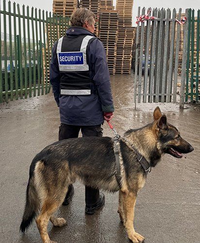 Security store patrol dogs