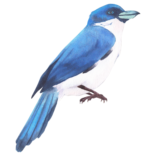 Regular Cleaning Services House Cleaning Fort Worth