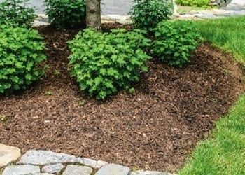 mulch around plants