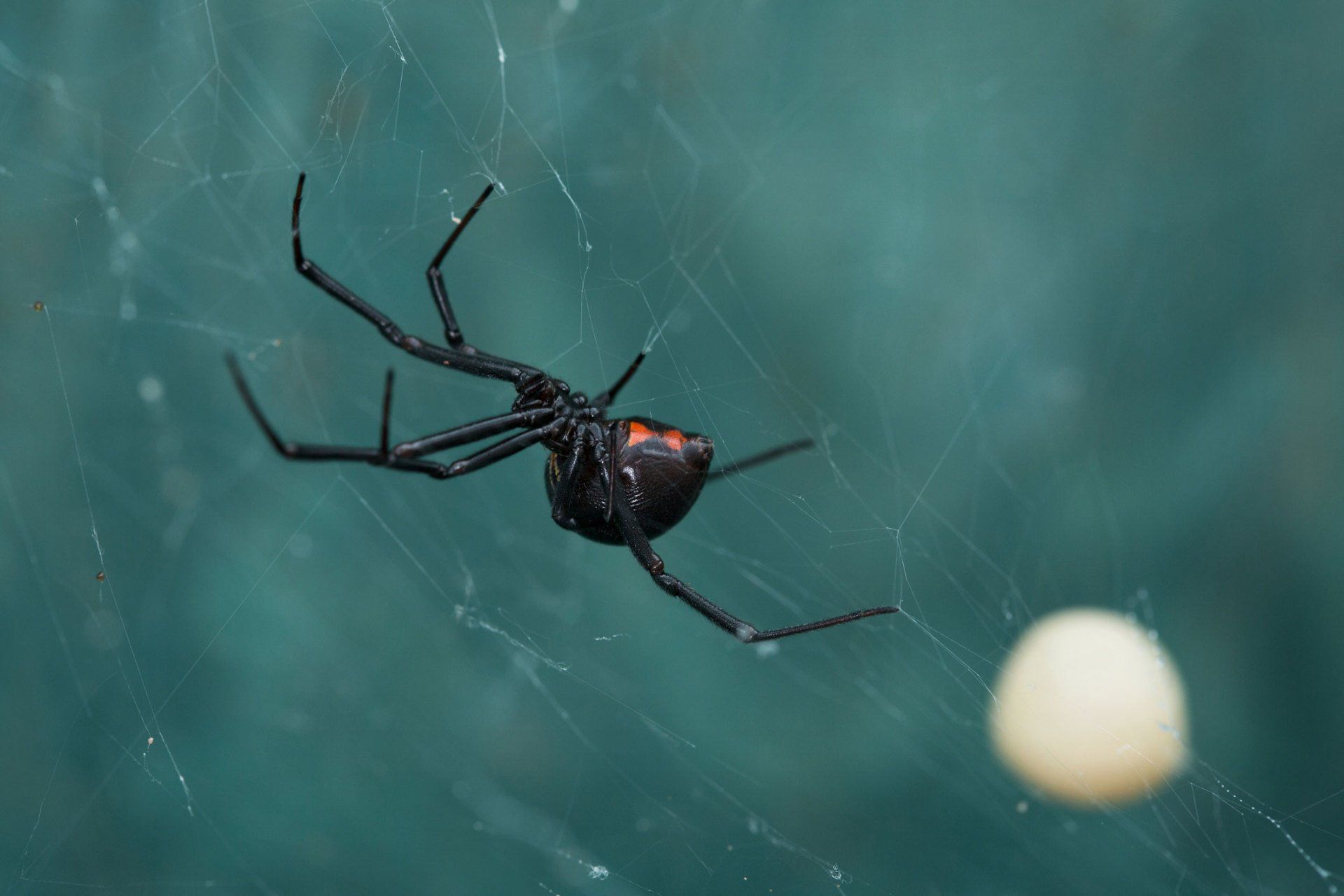 Получить паука. Чёрная вдова паук фильм. Grasshopper vs Black Widow Spider. Черная вдова на паутине висит в небе. Staff this Spider.