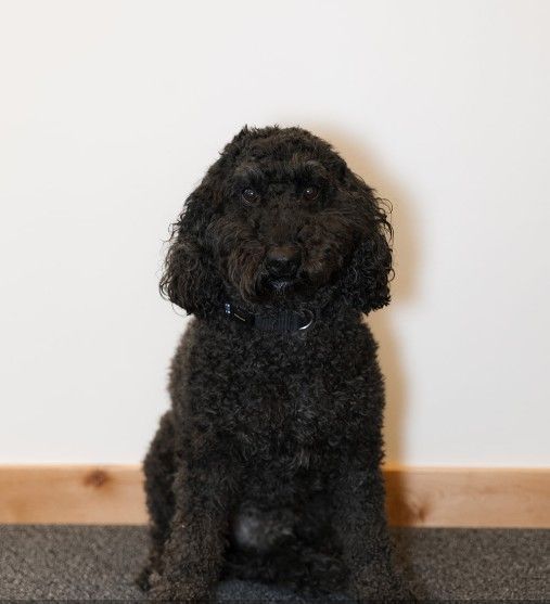 A black dog is sitting on the floor in front of a white wall.