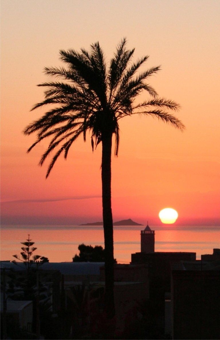 Coucher de soleil avec palmier