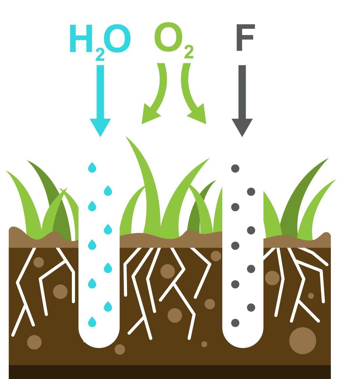 A diagram of a plant growing out of the ground demonstrating core aeration