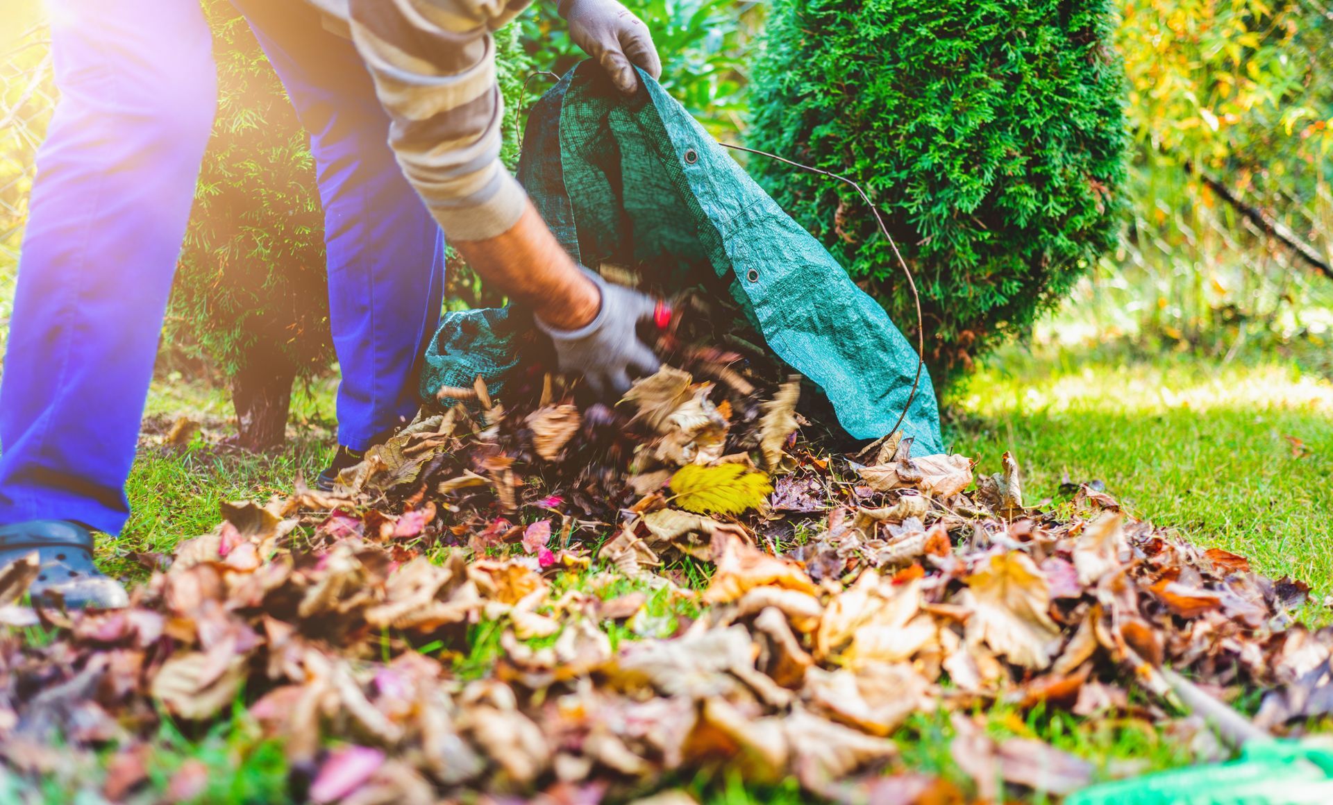 A man is raking leaves in a garden with a green bag.