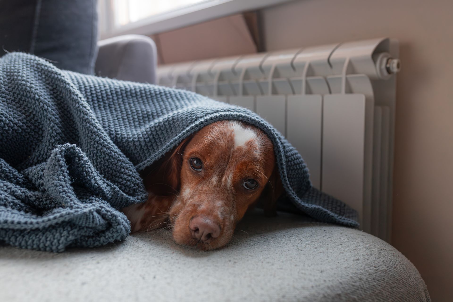 A brown, spotted dog rests on a couch under a blue knitted blanket, snuggled next to a home radiator.