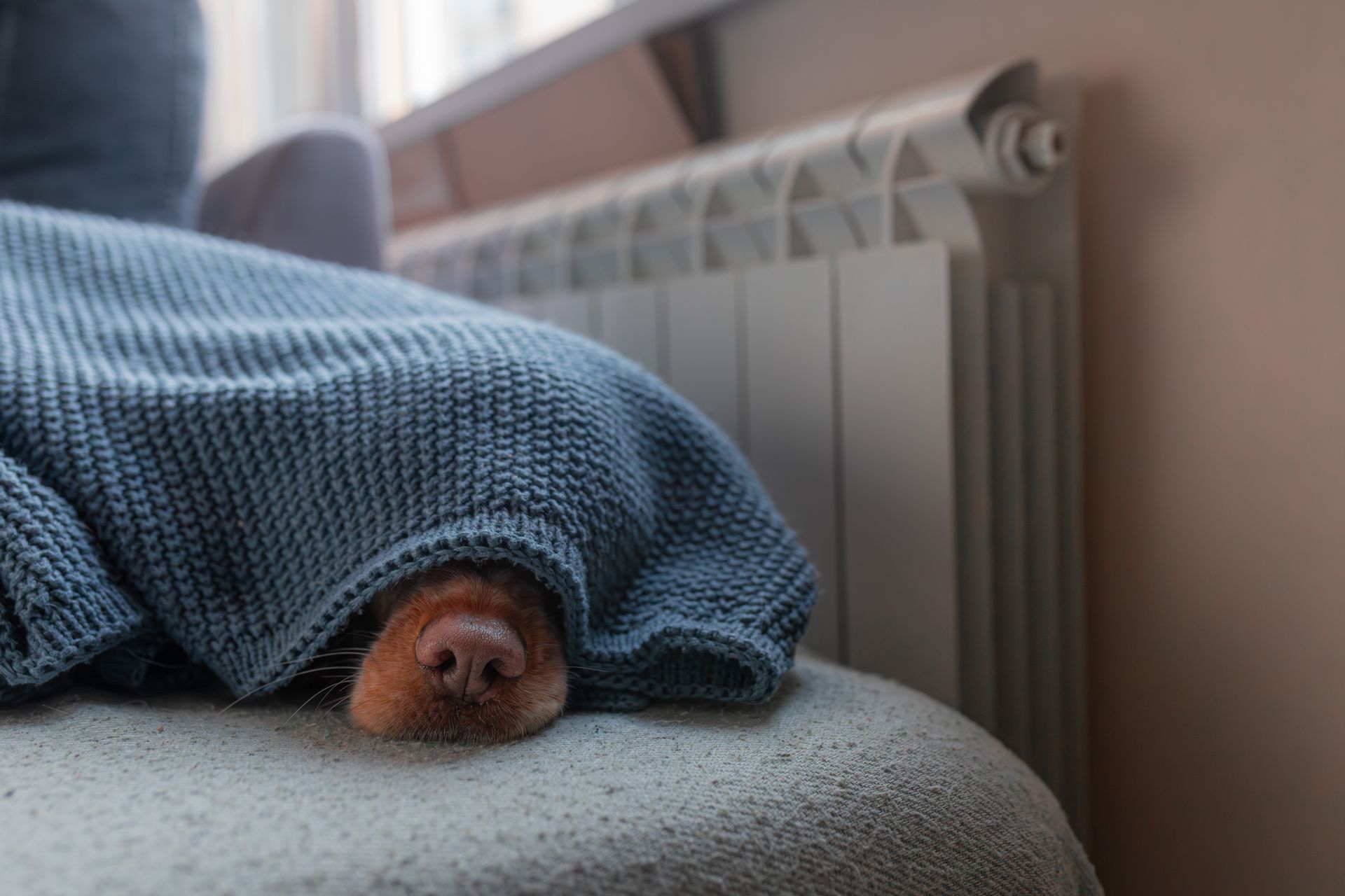 Closeup dog nose visible under gray knitted blanket. Closeup dog nose visible under gray knitted blanket.