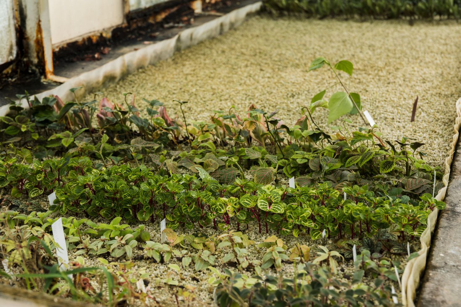 A bathtub with a shower head attached to it in a bathroom.
