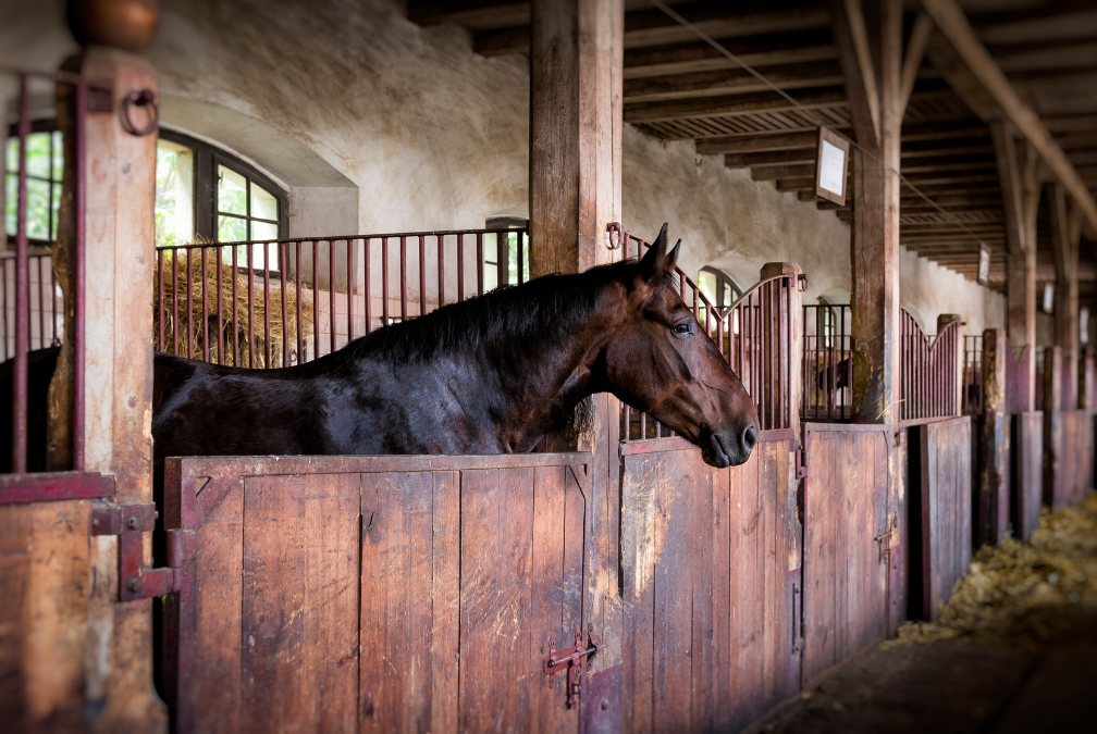 Dark brown horse in a wooden stable, looking out; hay and more stalls in the background.