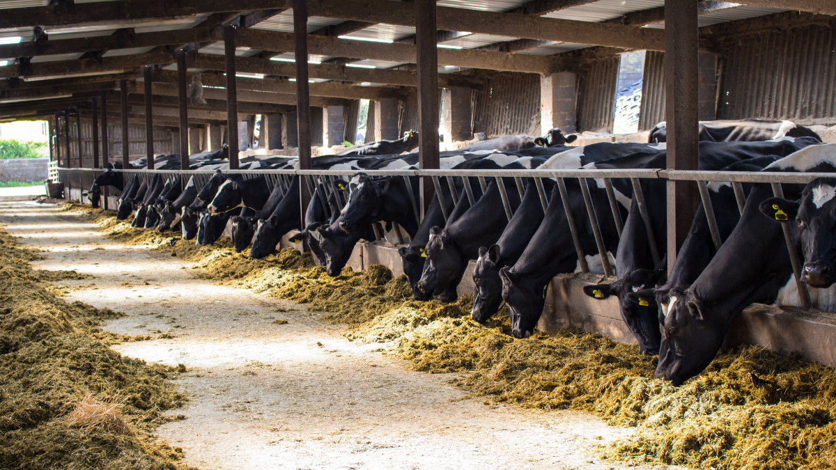 Cows eating feed in a barn with long rows, brown feed, and wooden beams.