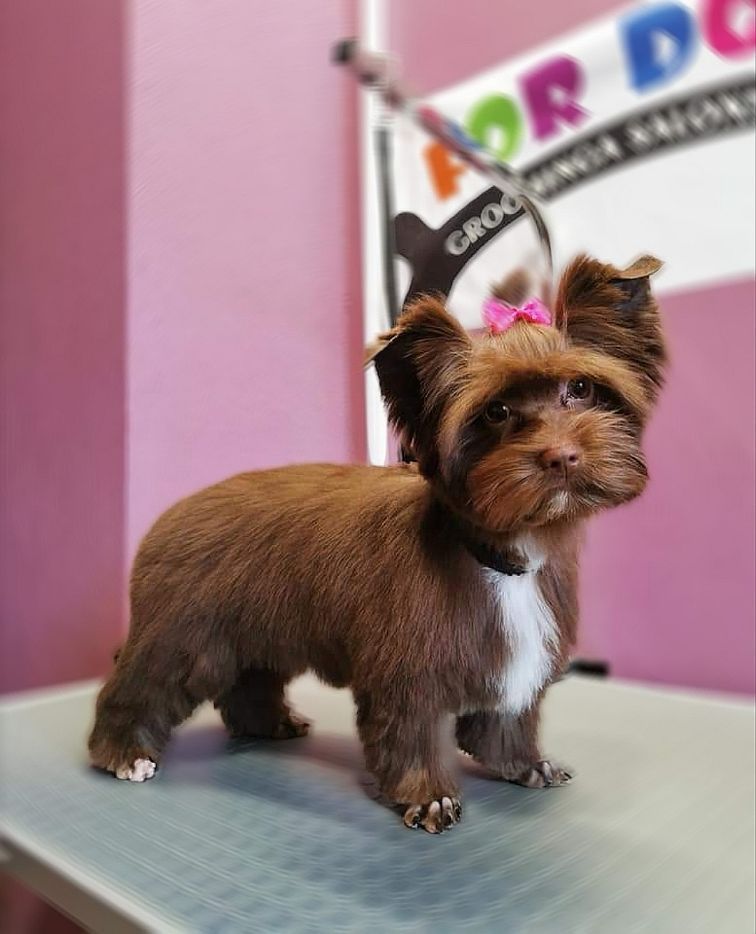 Art of Grooming | Suņu frizētava Imantā, bilde 16