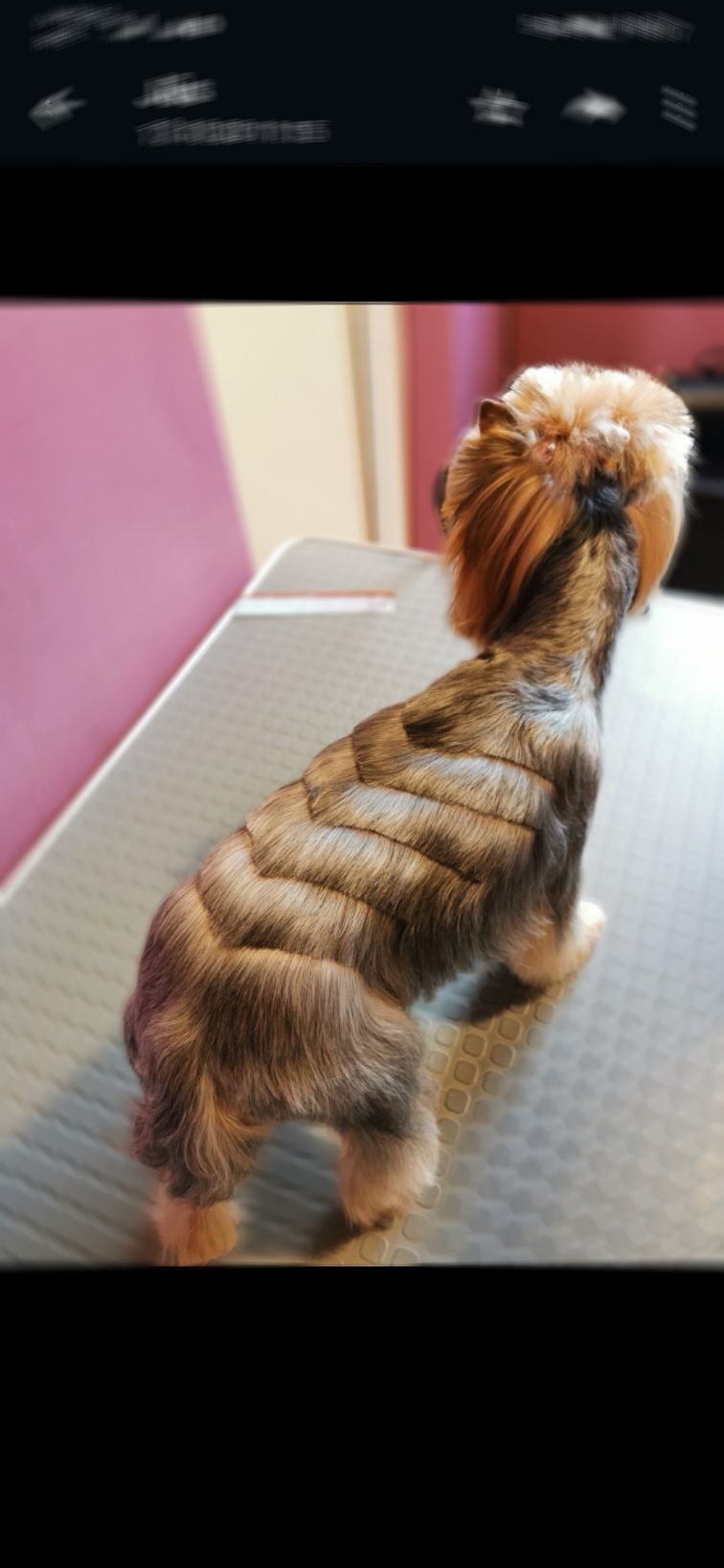 Art of Grooming | Suņu frizētava Imantā, bilde 10