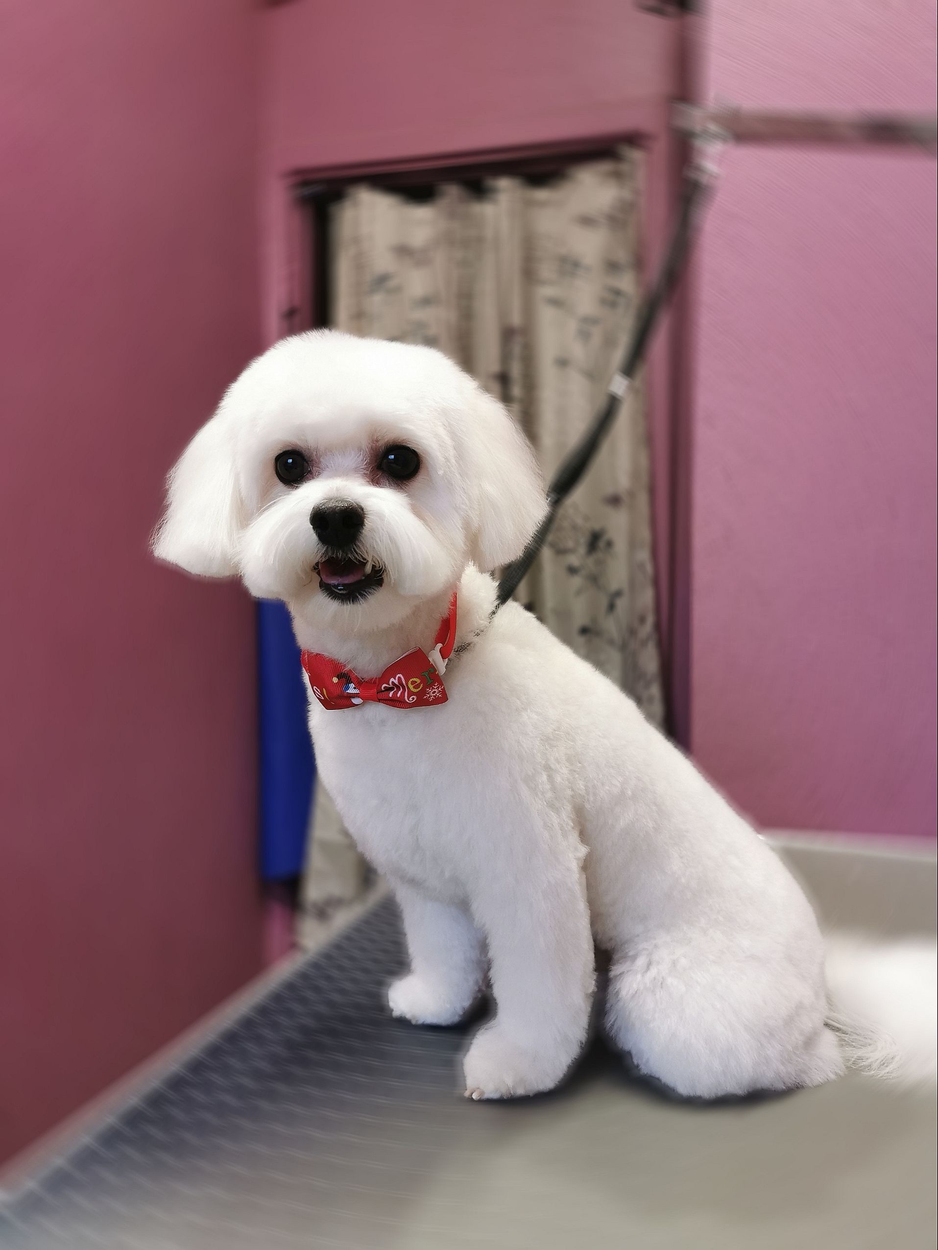 Art of Grooming | Suņu frizētava Imantā, bilde 1