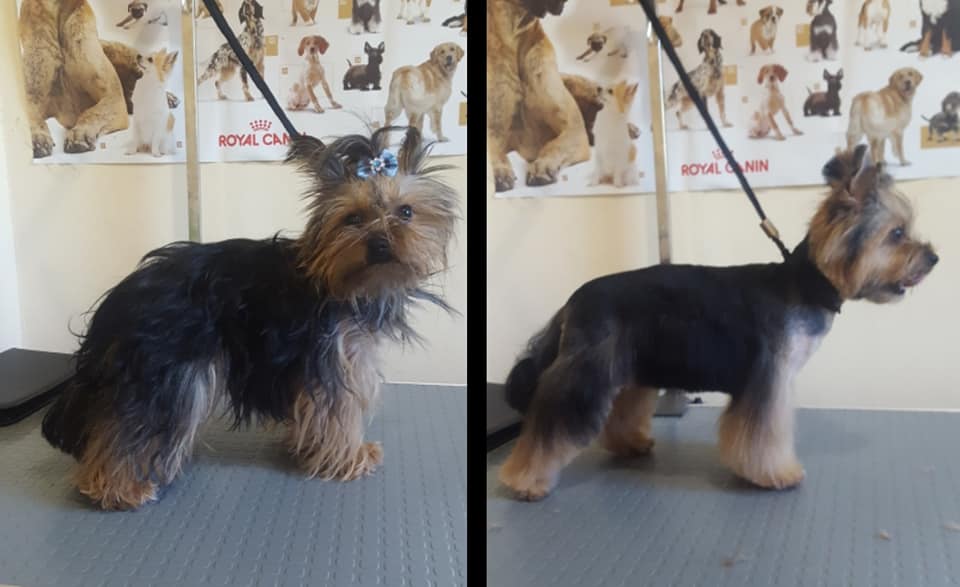 Art of Grooming | Suņu frizētava Imantā, bilde 20