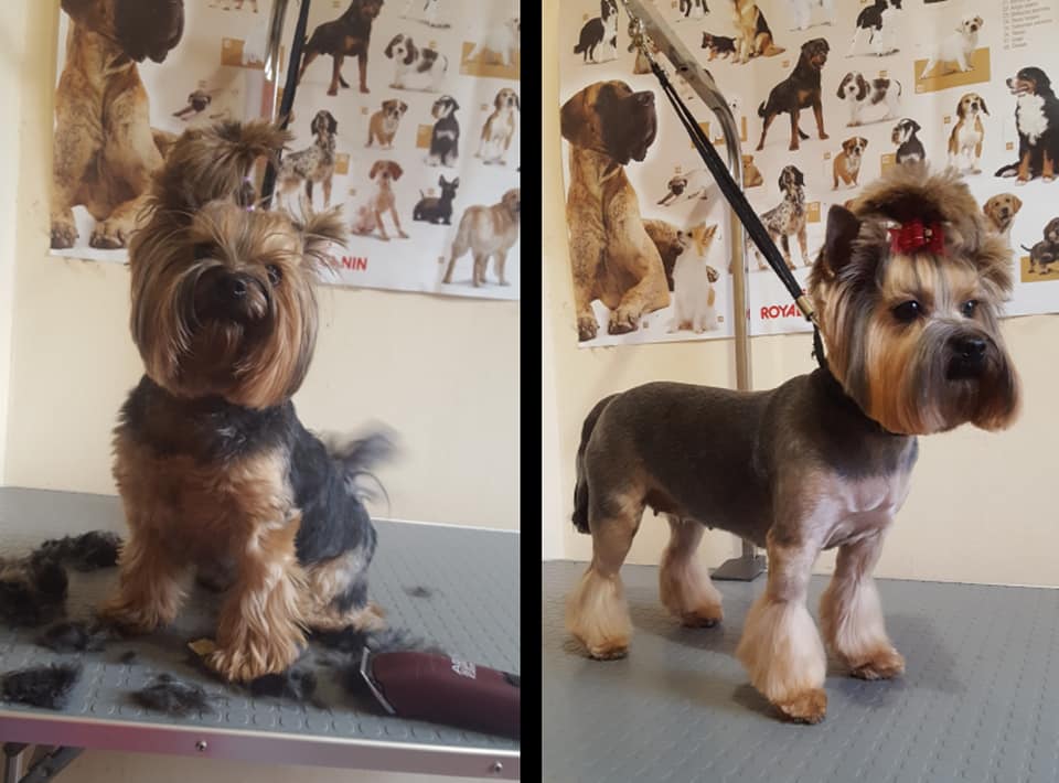 Art of Grooming | Suņu frizētava Imantā, bilde 19