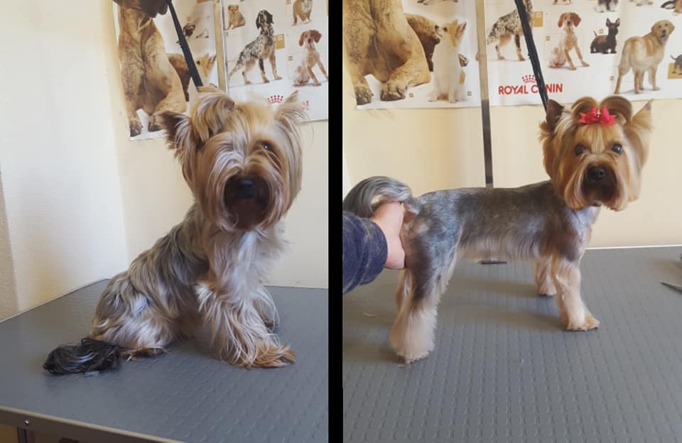 Art of Grooming | Suņu frizētava Imantā, bilde 18