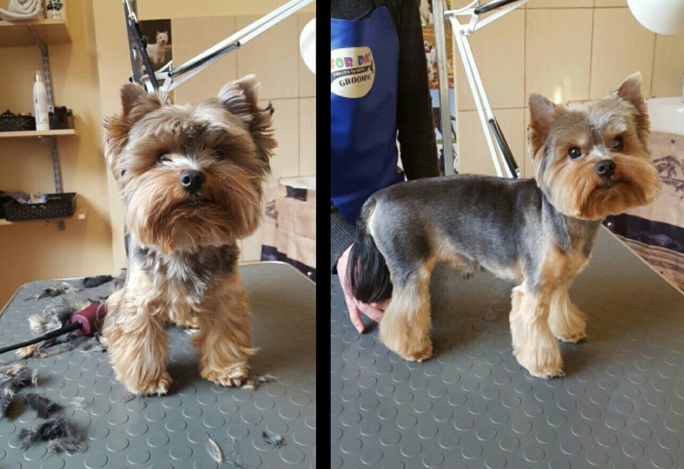 Art of Grooming | Suņu frizētava Imantā, bilde 22